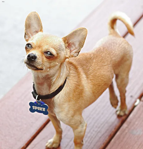 chihuahua #13, a Chihuahua in the PetMatch pool
