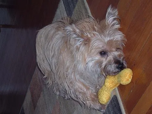 Cairn #100, a Cairn Terrier in the PetMatch pool
