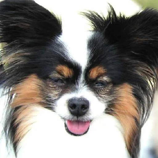 Mixed #2050, a Papillon in the PetMatch pool