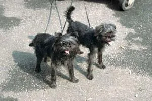 Affenpinscher #20, a Affenpinscher in the PetMatch pool