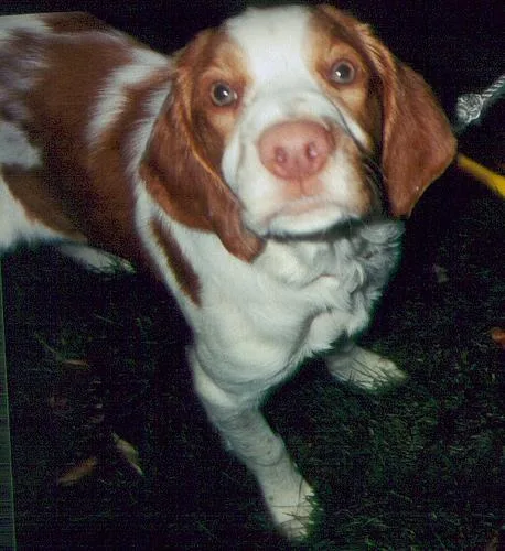 Brittany Spaniel #41, a Brittany in the PetMatch pool