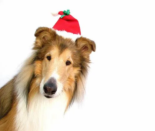 Collie #112, a Collie in the PetMatch pool