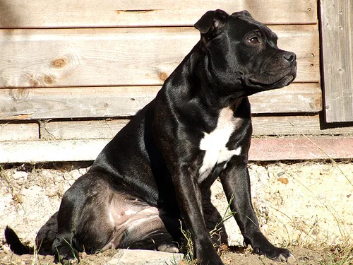 staffordshire bull terrier #194, a Staffordshire Bull Terrier in the PetMatch pool