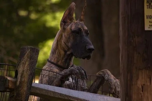Great Dane #5, a Great Dane in the PetMatch pool