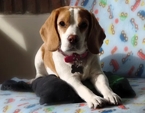 beagle #20, a Beagle in the PetMatch pool