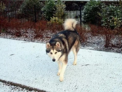 Malamute #104, a Alaskan Malamute in the PetMatch pool