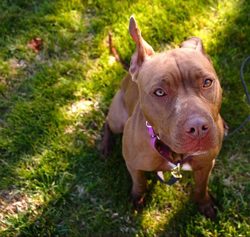 american pit bull terrier #14, a American Staffordshire Terrier in the PetMatch pool