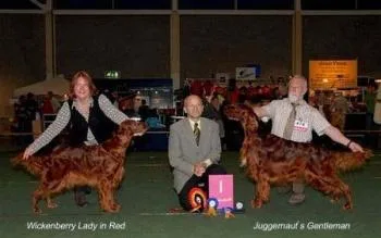 Irish Setter #30, a Irish Setter in the PetMatch pool