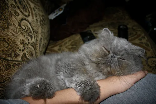 Persian #168, a Persian in the PetMatch pool