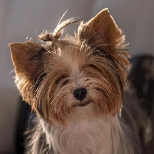 Mixed #4108, a Yorkshire Terrier in the PetMatch pool