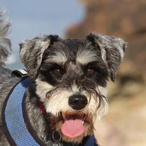 Mixed #2764, a Miniature Schnauzer in the PetMatch pool