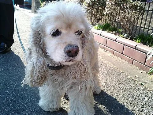 Cocker Spaniel #39, a Cocker Spaniel in the PetMatch pool
