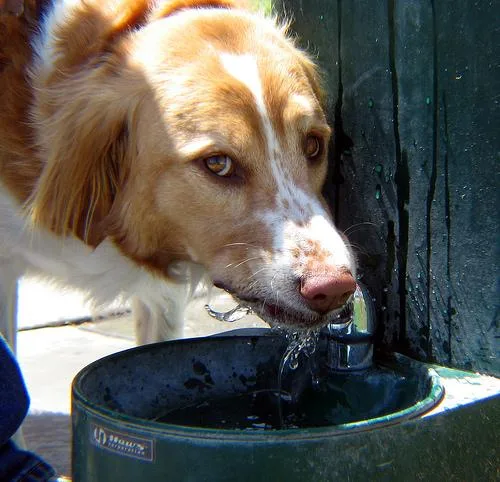 Brittany Spaniel #116, a Brittany in the PetMatch pool