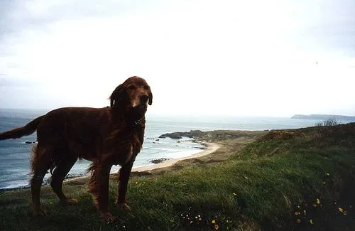 Irish Setter #111, a Irish Setter in the PetMatch pool