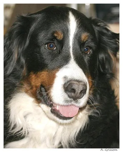 Bernese Mountain Dog #69, a Bernese Mountain Dog in the PetMatch pool