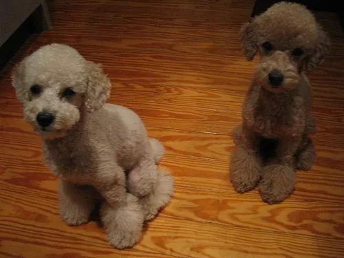 Toy Poodle #61, a Poodle in the PetMatch pool