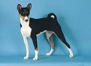 Basenji #23, a Basenji in the PetMatch pool