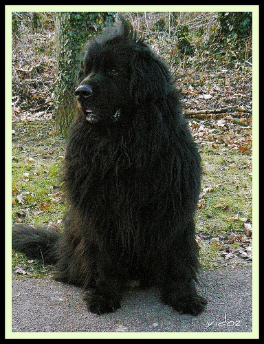 newfoundland #4, a Newfoundland in the PetMatch pool