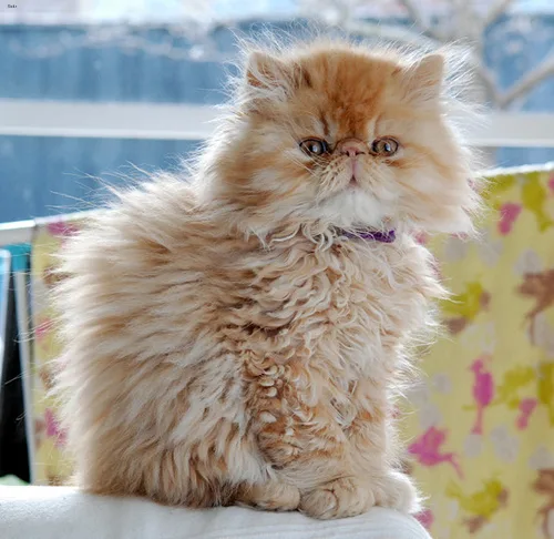 Persian #55, a Persian in the PetMatch pool