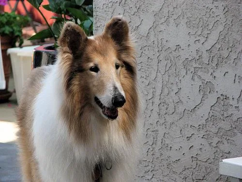 Collie #33, a Collie in the PetMatch pool