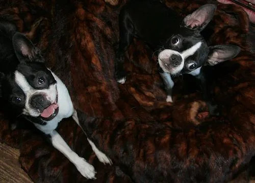 Boston Bull #47, a Boston Terrier in the PetMatch pool