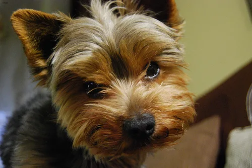 yorkshire terrier #67, a Yorkshire Terrier in the PetMatch pool