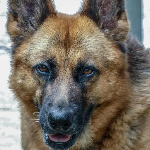 Mixed #3324, a German Shepherd in the PetMatch pool