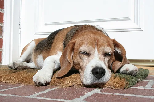 beagle #203, a Beagle in the PetMatch pool