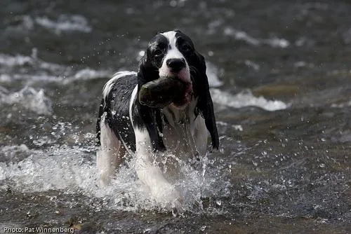 English Springer #20, a English Springer Spaniel in the PetMatch pool