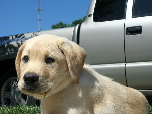 Labrador Retriever #30, a Labrador Retriever in the PetMatch pool