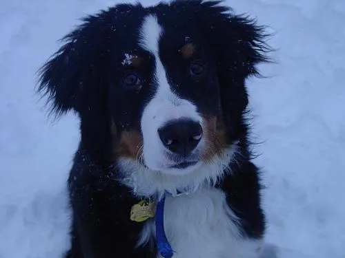 Bernese Mountain Dog #103, a Bernese Mountain Dog in the PetMatch pool