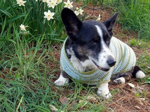 Cardigan #1, a Cardigan Welsh Corgi in the PetMatch pool