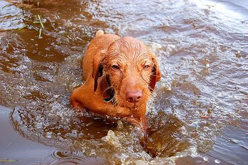 Vizsla #73, a Vizsla in the PetMatch pool