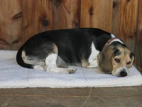 Beagle #78, a Beagle in the PetMatch pool