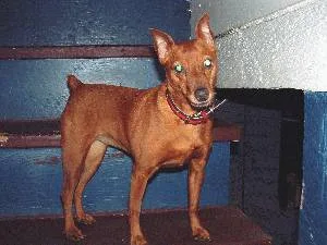 miniature pinscher #159, a Miniature Pinscher in the PetMatch pool