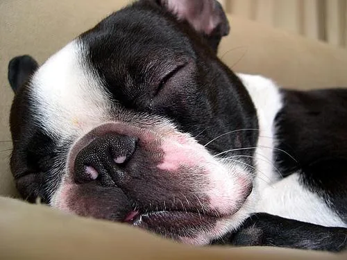 Boston Bull #1, a Boston Terrier in the PetMatch pool