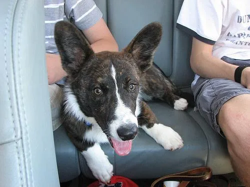 Cardigan #37, a Cardigan Welsh Corgi in the PetMatch pool