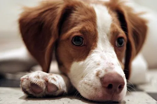Brittany Spaniel #89, a Brittany in the PetMatch pool