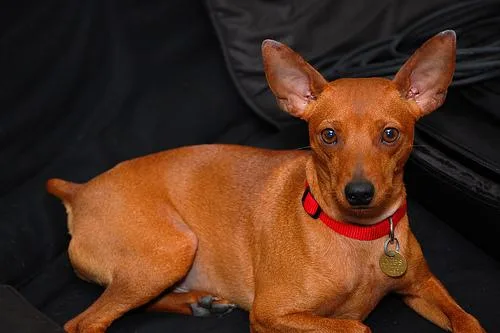 Miniature Pinscher #26, a Miniature Pinscher in the PetMatch pool