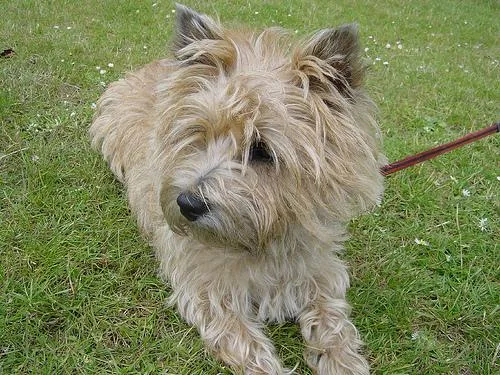 Cairn #104, a Cairn Terrier in the PetMatch pool