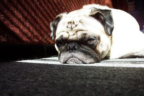 Pug #108, a Pug in the PetMatch pool