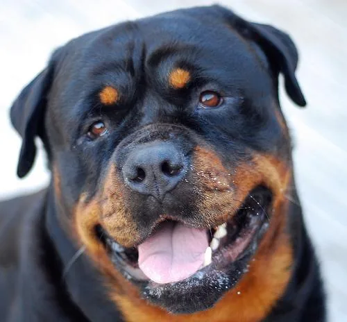 Rottweiler #49, a Rottweiler in the PetMatch pool