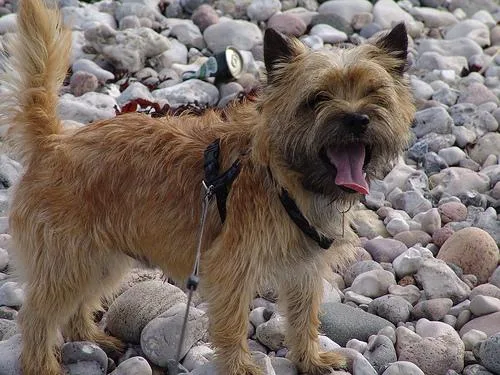 Cairn #109, a Cairn Terrier in the PetMatch pool