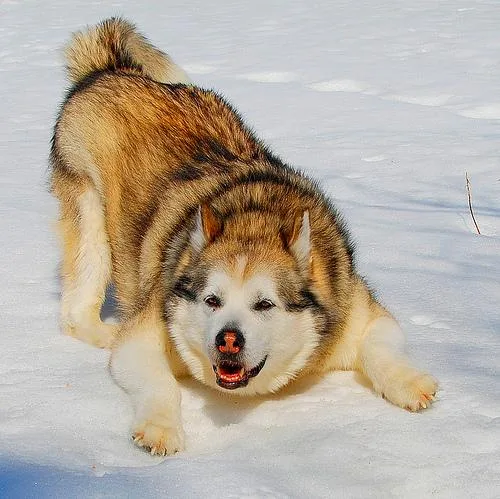 Malamute #2, a Alaskan Malamute in the PetMatch pool