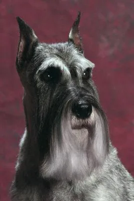 Standard Schnauzer #120, a Standard Schnauzer in the PetMatch pool