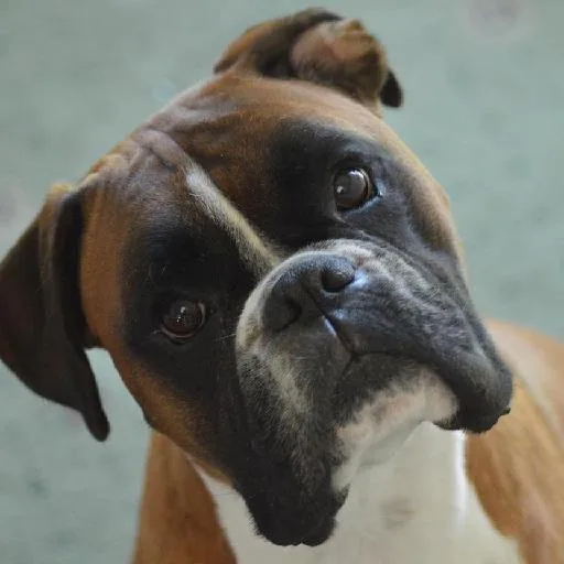 Mixed #4189, a Boxer in the PetMatch pool