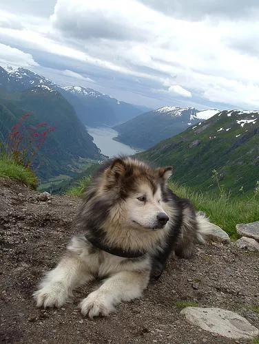 Malamute #79, a Alaskan Malamute in the PetMatch pool