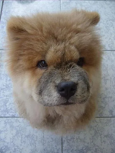 Chow #82, a Chow Chow in the PetMatch pool
