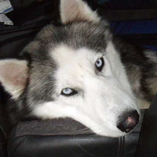 Mixed #1810, a Siberian Husky in the PetMatch pool