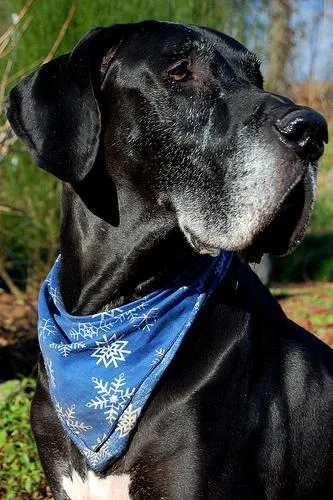 Great Dane #86, a Great Dane in the PetMatch pool